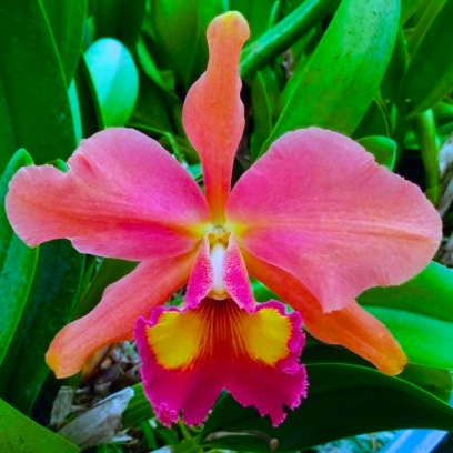 orchid_orquideas